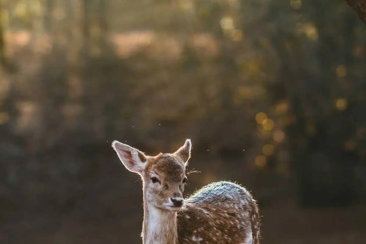 শেয়ারবাজারে স্থিতিশীলতা