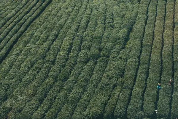 ক্লাব টিম এর ড্র